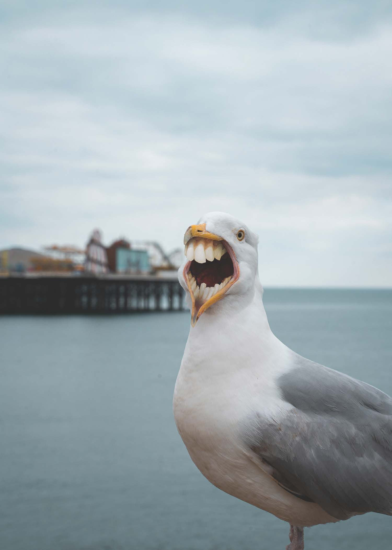 seagull with human teeth